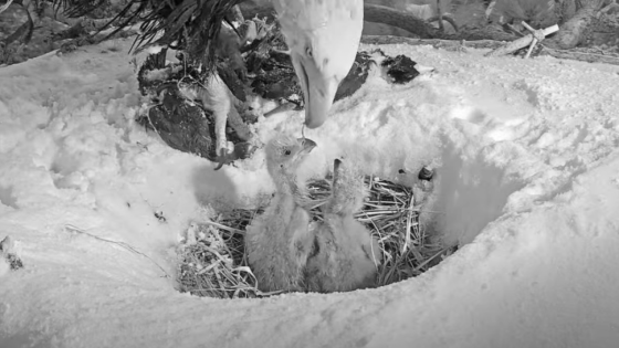 One of Jackie and Shadow's three eaglets appears to be missing from their Big Bear nest