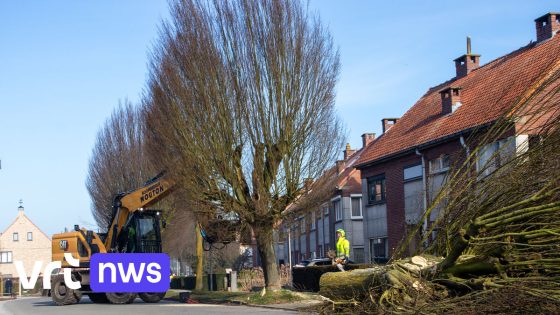 Evergem kapt 20 oude haagbeuken ondanks buurtprotest en rechtszaak 