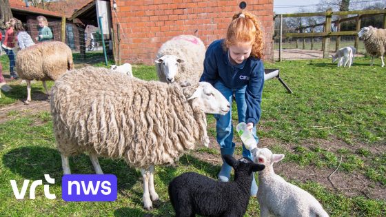 Productieve ram op kinderboerderij in Torhout: 4 schapendrielingen geboren in 10 dagen tijd 