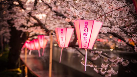 Where To See Cherry Blossoms at Night