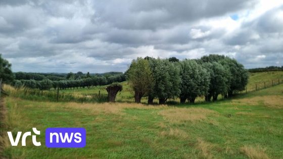 Knotwilgensnoeisel van boeren in Geraardsbergen krijgt tweede leven als biomassa