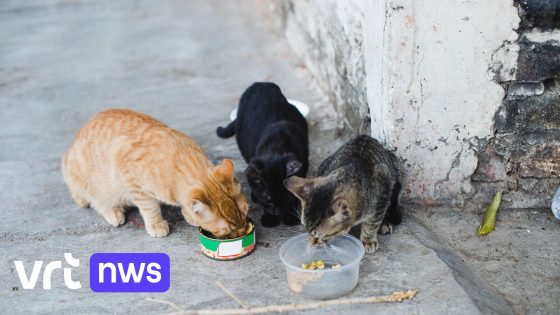 Voor het eerst in België katten besmet met vogelgriepvirus op pluimveebedrijf in Sint-Gillis-Waas 