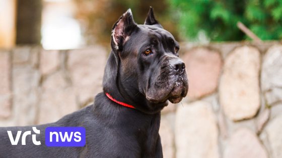 Ontsnapte honden vallen vrouw aan in Begijnendijk: slachtoffer met bijtwonden naar ziekenhuis