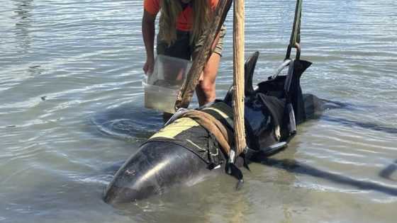 One moment, calm waters. The next, a 900-pound dolphin landed on their boat