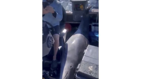 One moment, calm waters. The next, a 900-pound dolphin landed on their boat