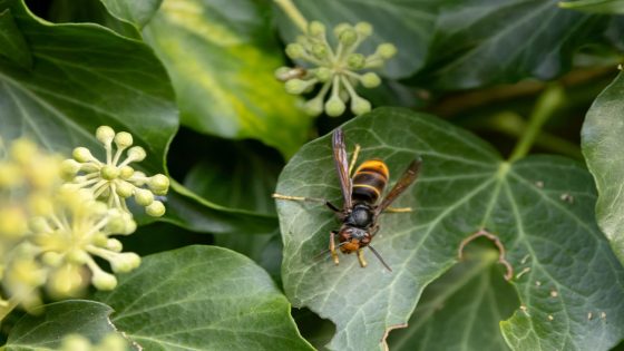 Deze uiterst effectieve Aziatische hoornaarval moet nu worden geïnstalleerd om een zomerse invasie te voorkomen