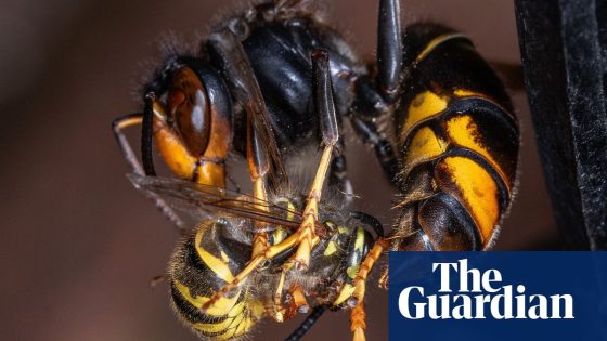 Invasive Asian hornets ‘preying on’ hundreds of native insect species in Europe | Invasive species