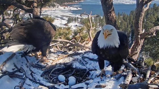 'Tears of joy!!!' It's a pip for Big Bear bald eagles Jackie and Shadow