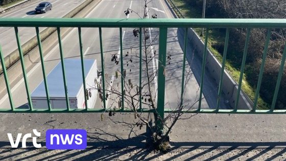 Brug over E313 in Beringen afgesloten door herstellingswerken nadat brokstukken op de snelweg vielen