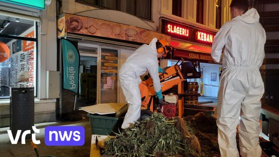 Cannabisplantage ontdekt in centrum van Willebroek: politie en Civiele Bescherming ter plaatse