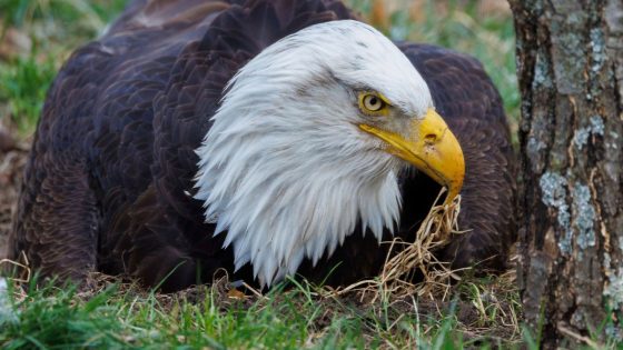 Murphy, bald eagle who incubated rock and became a foster dad, dies after storms in Missouri