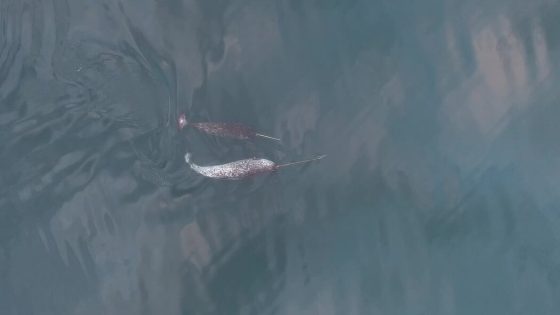 Videos Show Narwhals Using Their Tusks to Play With Their Food