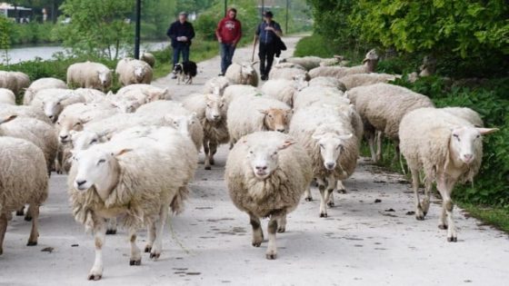 ‘Natuurlijke grasmaaiers’ zijn terug in Gent, en dit keer hebben ze hun zinnen gezet op een schadelijke plant... (Gent)