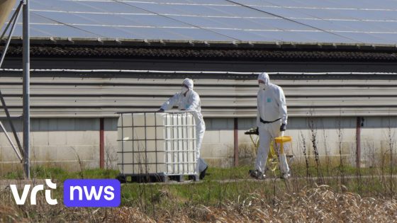 Nieuwe uitbraak vogelgriep in Stekene: "Nog niet duidelijk of er link is met eerdere besmetting"