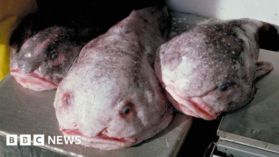 'World's ugliest animal' is NZ's fish of the year