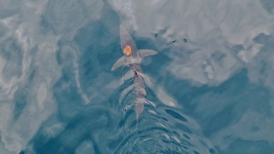 Video Shows an Octopus Riding a Mako Shark Near New Zealand