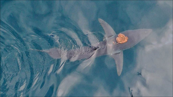 The oddity of an octopus riding a shark.