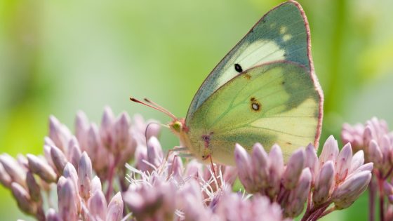 1 in 5 butterflies in the U.S. have disappeared in the last 20 years