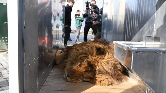 Oekraïense leeuw zal niet meer brullen in Oudsbergen: Rori vertrekt naar Engeland - Het Belang van Limburg