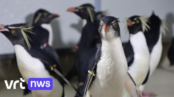 Pairi Daiza verwelkomt 10 springpinguïns uit dierenpark in Frankrijk