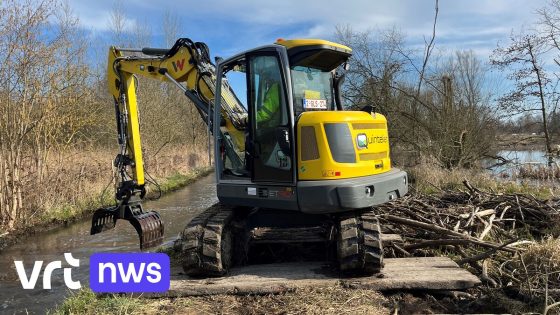 Provincie verwijdert beverdam aan beek in Haacht: "Landbouwgronden in buurt onder water"