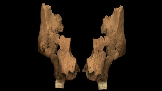 Face of Overlooked Human Ancestor Could Set Record in Western Europe : ScienceAlert