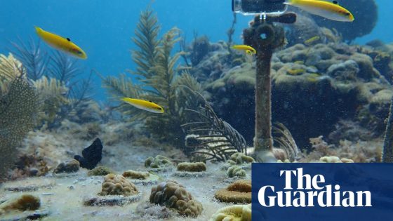 Underwater ‘doorbell’ helps scientists catch coral-eating fish in Florida | Florida