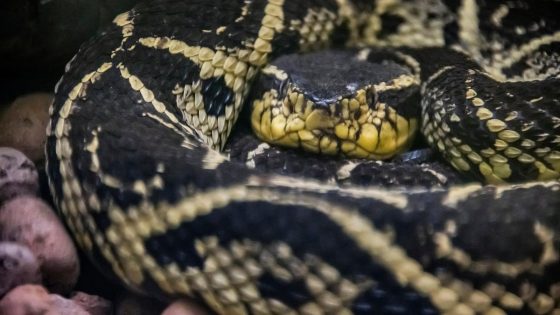 Menina de sete anos é picada por cobra no quintal de casa em Santa Catarina