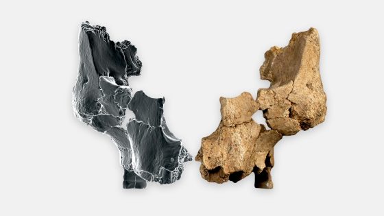 Archaeologists uncover the oldest known partial face fossil of a human ancestor in western Europe