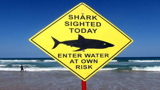 Police say surfer ‘taken by shark’ in Western Australia | Wildlife News