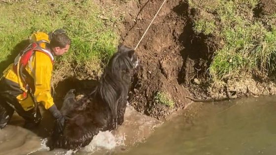 Voor de pony Lady eindigde zondag een wandeltochtje in het dierenparkje aan Vrankrijk in Bilzen tot een beangstigend scenario