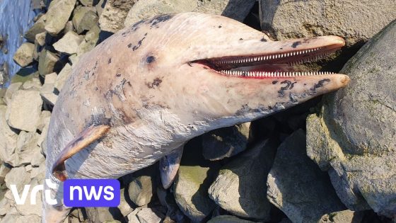 Dode dolfijn in Burcht maand eerder nog levend gezien in Schelde bij Hamme