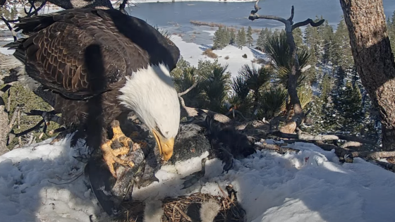 One of Jackie and Shadow’s chicks has died. Volunteers tell fans: 'Grieve and feel whatever you feel'