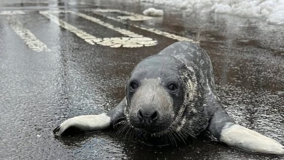 Baby Seal Who Was Rescued From a Busy Connecticut Street Has Died