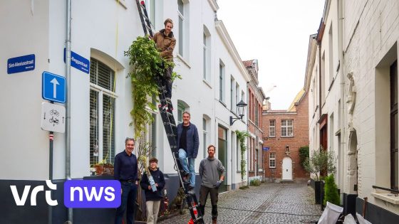 Stad Mechelen roept Mechelaar op om (gratis) groenslinger te laten ophangen: "Verkoeling en extra groen in je straat"