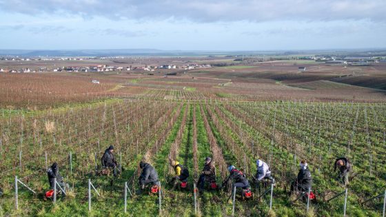 Trump’s Tariff Threat Sends French Wine and Champagne Makers Reeling