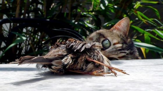 Twee katten met vogelgriep afgemaakt in Sint-Gillis-Waas