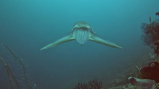 What a Crab Sees Before It Gets Eaten by a Cuttlefish