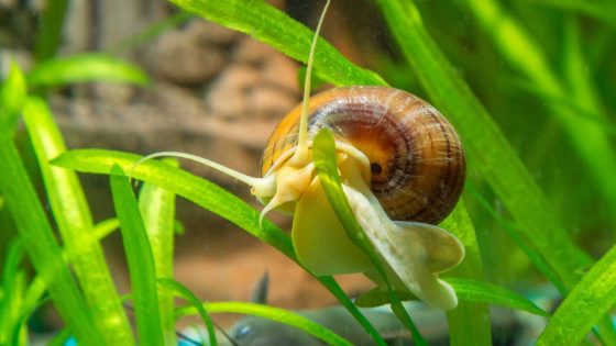 A praga dos caracóis Pomacea ameaça os arrozais e outras áreas irrigadas. DGAV proíbe circulação em Portugal