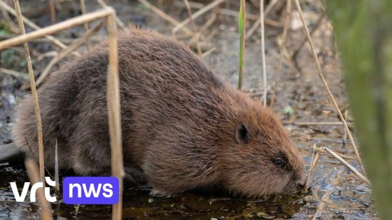 Vlaams-Brabant vraagt om de regels rond de bescherming van bevers te versoepelen: "Water komt tot in de huizen"