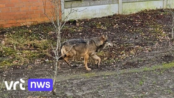 Zwervende wolf gespot in Zuiderkempen: "Welpen verlaten ouders en zoeken eigen leefgebied"