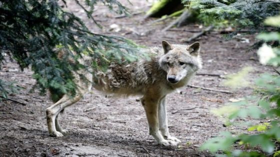 Wolf maakt steeds minder slachtoffers onder landbouwdieren: “Gedrag aangepast door omheiningen”