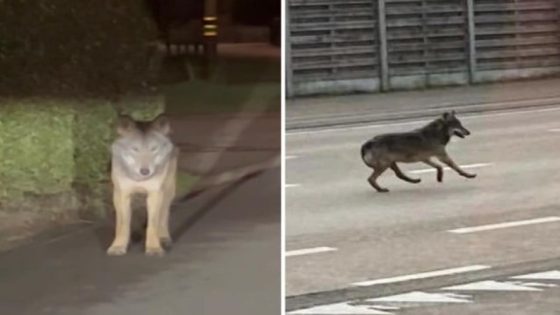 Jonge wolf op bezoek in Geel en Westerlo: “We zitten nu midden in het zwerfseizoen” (Binnenland)