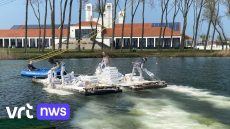Sportclub strooit 30 ton coccolieten in Duinenwatermeer in Knokke-Heist tegen algengroei