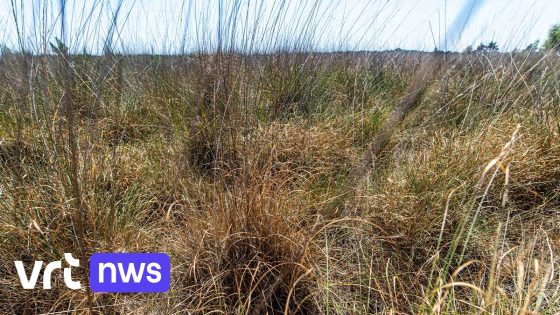 Agentschap Natuur en Bos waarschuwt: "Zeer hoog risico op brand in natuurgebieden in Limburg en Antwerpen"