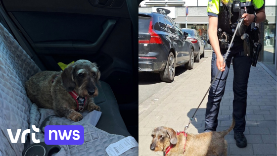 Antwerpse politie bevrijdt oververhitte hond uit geparkeerde auto: "Het kon veel erger aflopen"