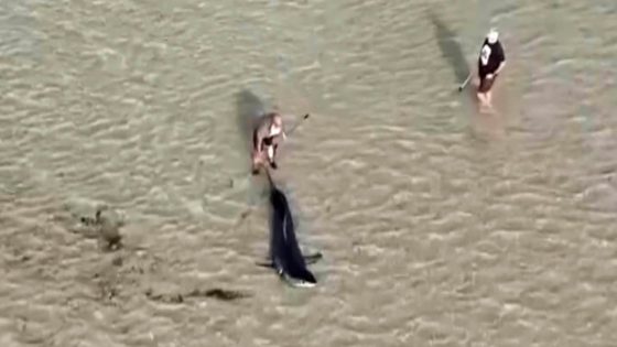 Australian locals rescue great white shark stranded in shallow water