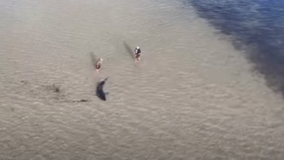 Aussies Rescue Stranded Great White Shark