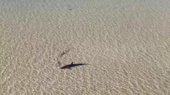Australians rescue a 10-foot great white shark stranded in shallow water