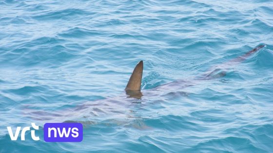 Strand ontruimd vlak bij Belgische grens na gespotte haaienvin: "Totaal buiten proportie"
